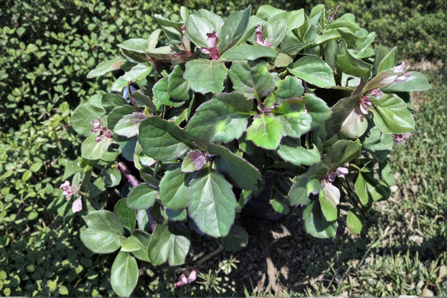 Okinawa Spinach Cuttings - 5 Inch Green & Deep Purple - Edible Plant Cuttings (Gynura bicolor) - Easy to Root