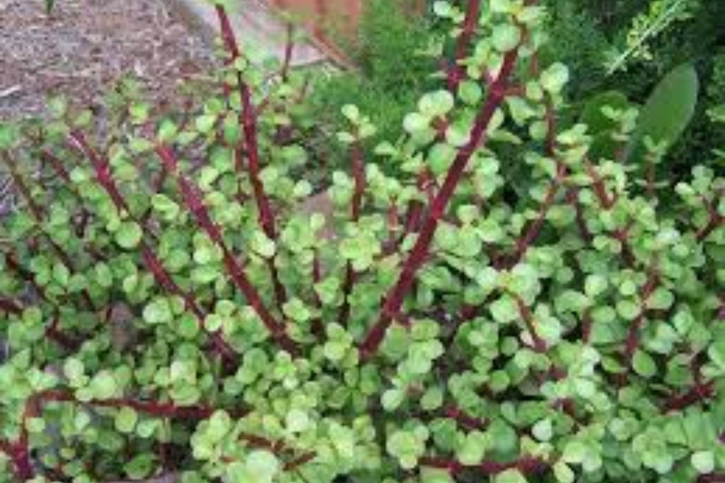 Elephant Food Succulent Cuttings - 20+ Easy Grow Cuttings with Instructions - Portulacaria afra