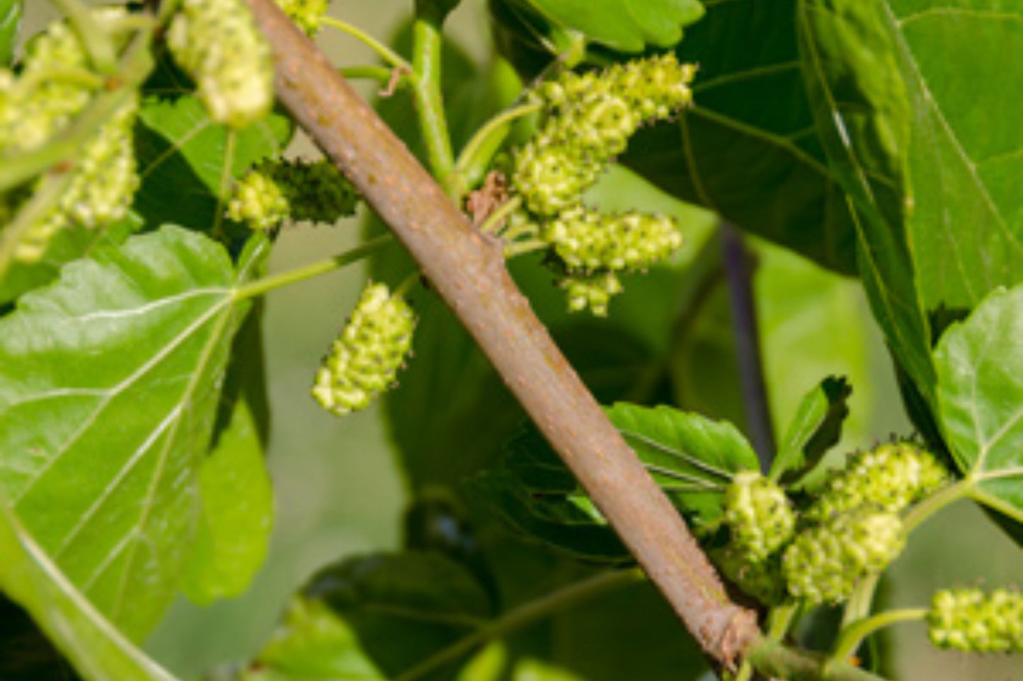 Pakistan White Mulberry Cuttings - 10 Organic Fresh Cuttings for Rooting or Grafting - Morus alba - Shipping Included