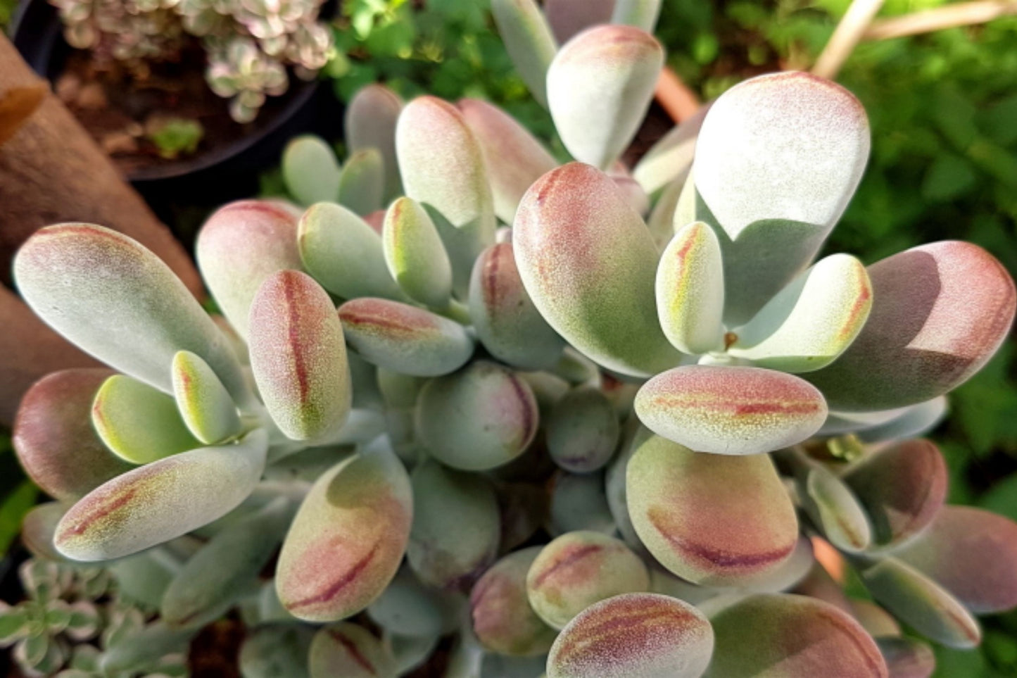 Cotyledon Orbiculata "Lady Fingers" 4" Cuttings - Purple Edged Succulent - Easy to Grow, Propagate, Indoor Plant