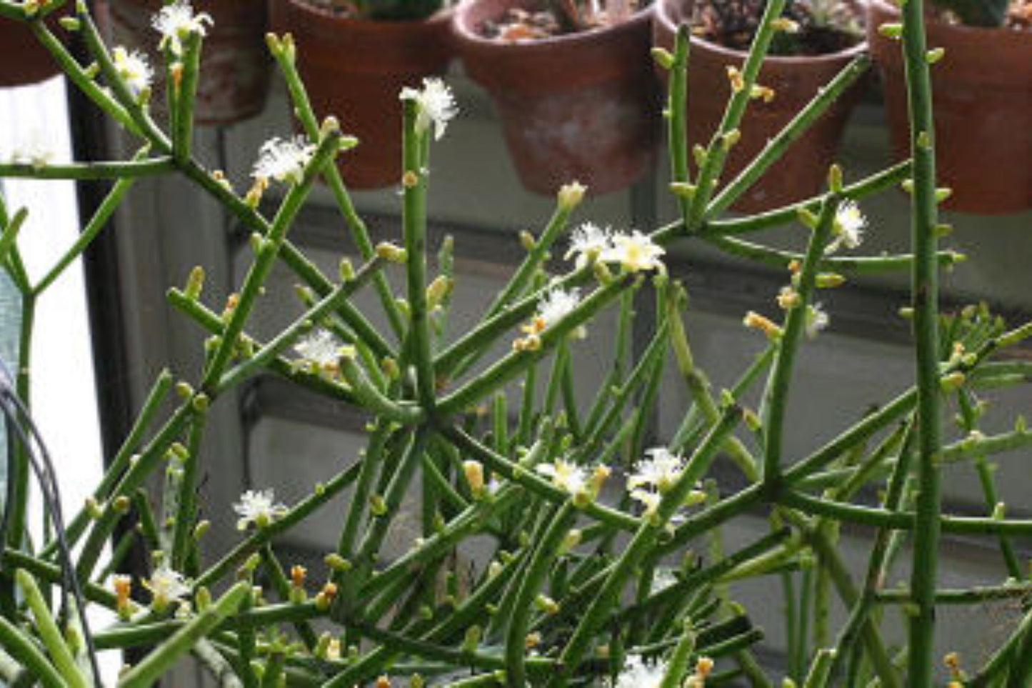 Clumping Epiphytic Cactus Cuttings - Rhipsalis teres forma heteroclada - 4 Inch Stems - Brazilian Thin-Stemmed Species
