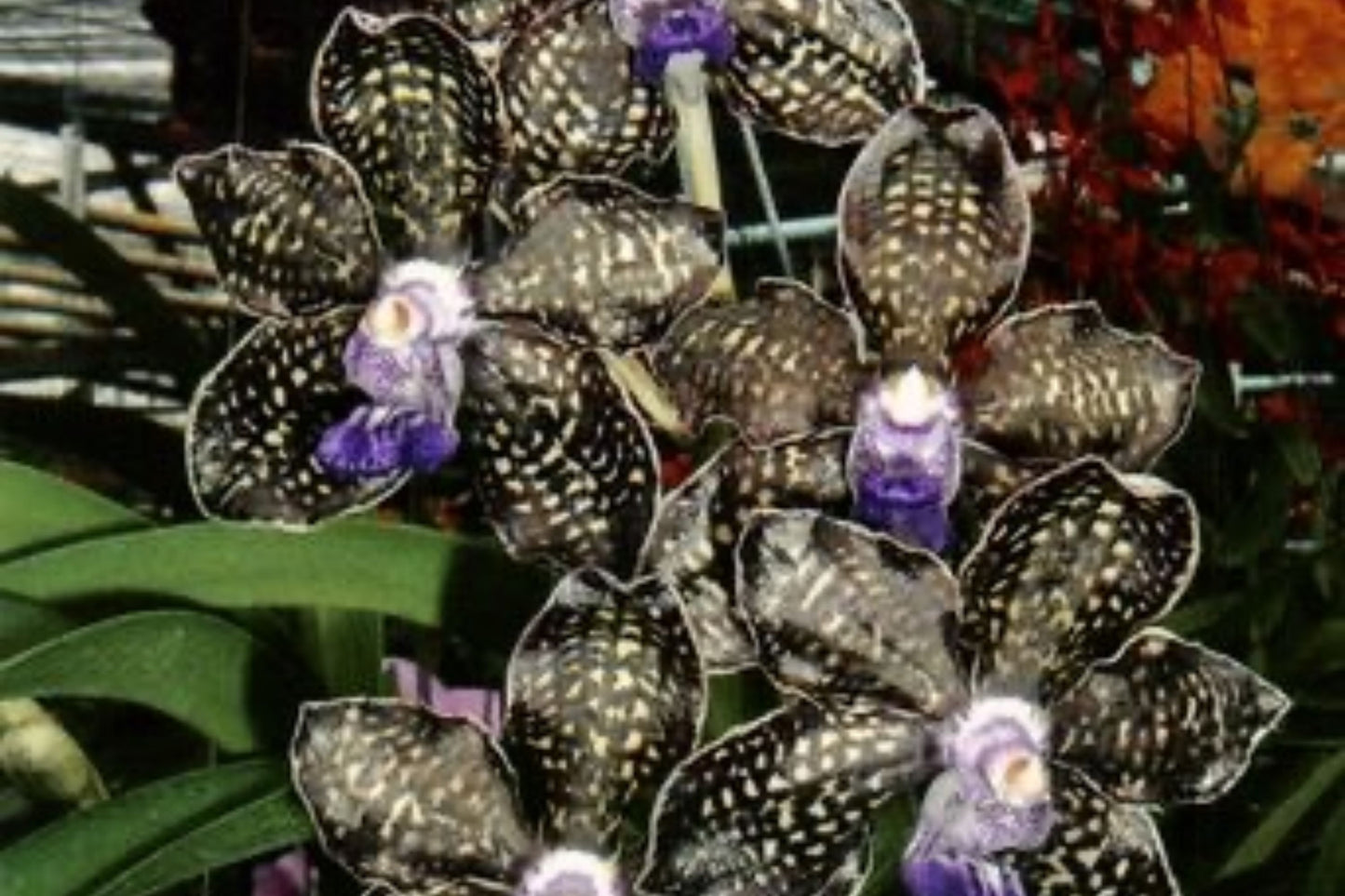 Fragrant Vanda Orchid 4" Pot Papilionanda Ladda Fragrance ‘Alina’ Rare Hybrid Blooms