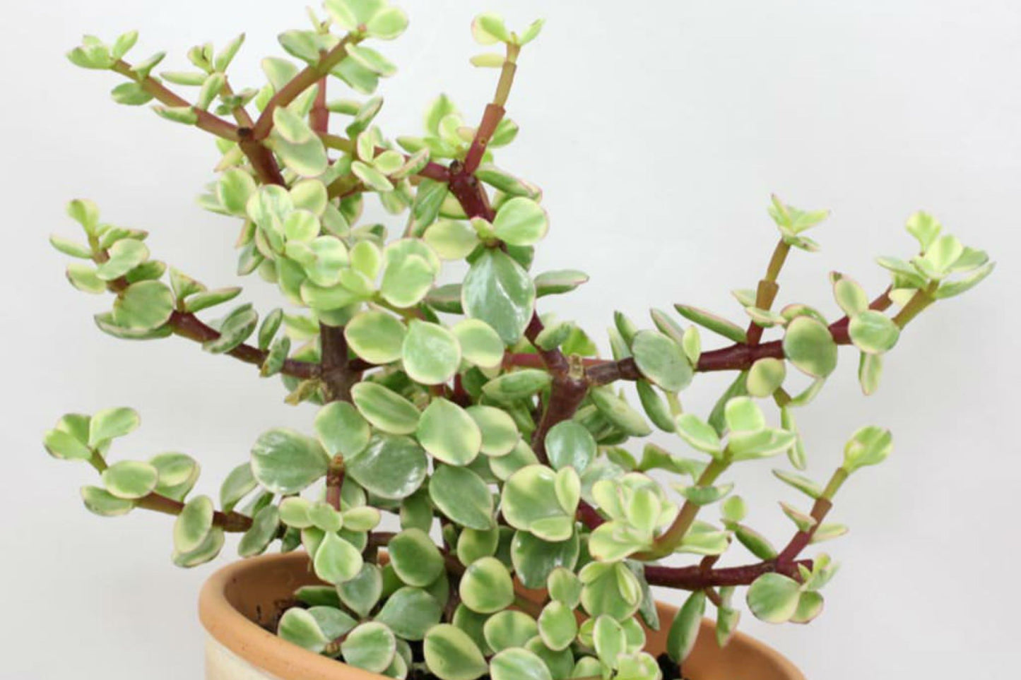 Portulacaria Afra Variegata Cuttings - 12 Fresh Variegated Elephant Food Succulent Stem Cuttings for Rooting