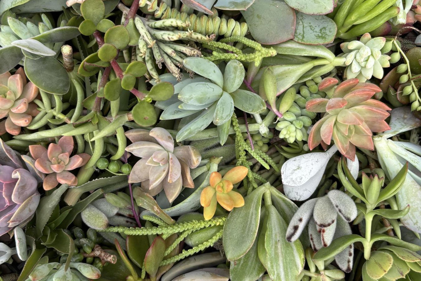 12 Rooted House Plant Cuttings - Pothos, Wandering Jew, Arrowhead, Ferns - Ideal for Propagation and Indoor Gardening