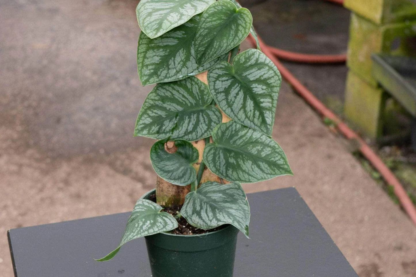 Monstera Dubia Unrooted Cutting 1 Node Fresh Cutting | Monstera plant | Tropical Houseplant | Indoor Plant Decor