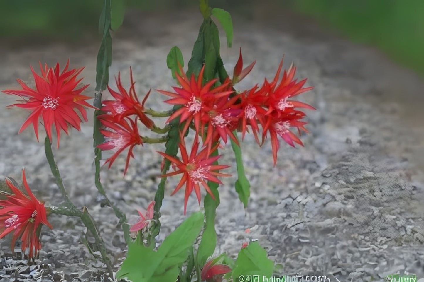 Epiphyllum Cuttings - Unrooted 8-10 Inches - Orchid Cactus - Epiphyllum spp. - Fresh Cut, Ideal for Plant Lovers
