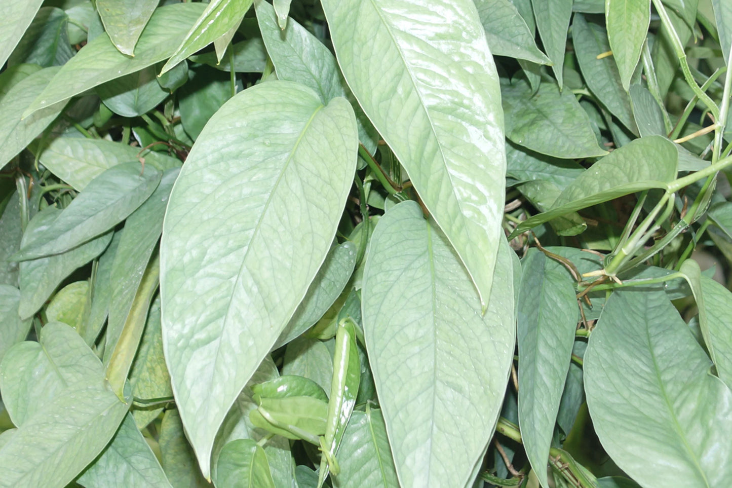 Cebu Blue Pothos Cutting - Unrooted 4 Node - Epipremnum Pinnatum - Fresh Indoor/Outdoor Plant Cutting