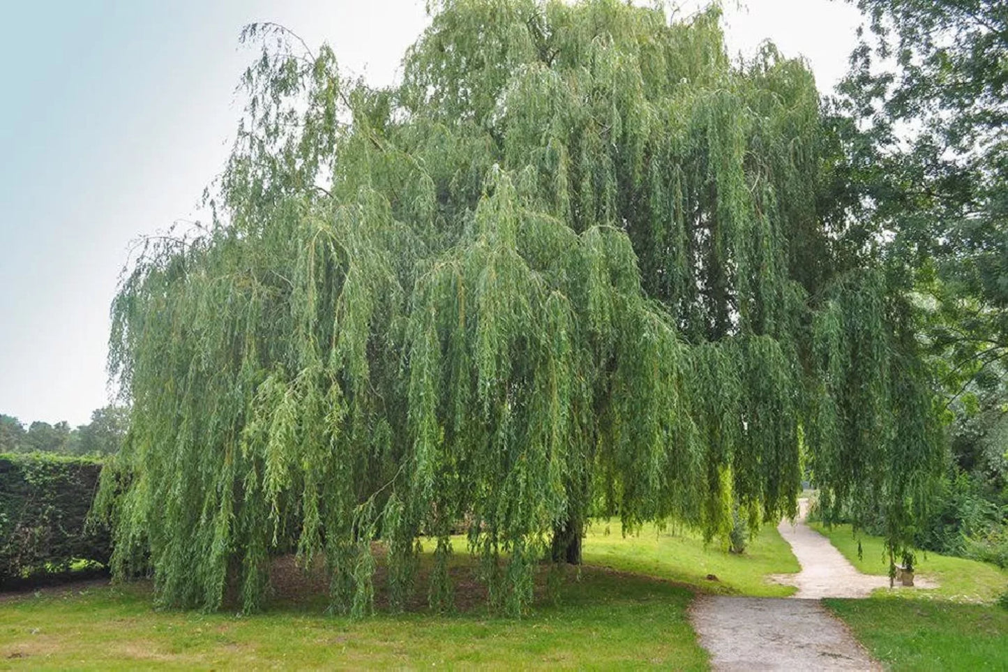 Austree Hybrid Willow Tree Cuttings 120 Pack 8-10 Inch Fast-Growing Privacy Screen & Windbreak Salix × sepulcralis
