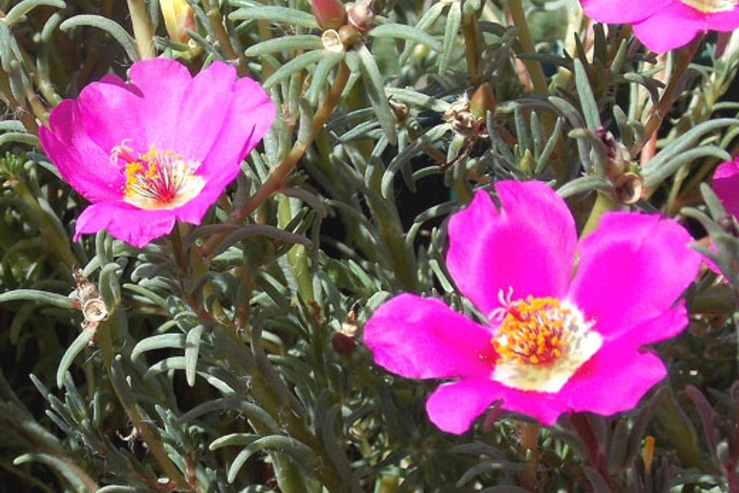 FUSCHIA Jumbo Single Bloom Cuttings - Portulaca Oleracea (Purslane) - Full Sun - US Seller (5 Rooted Cuttings)