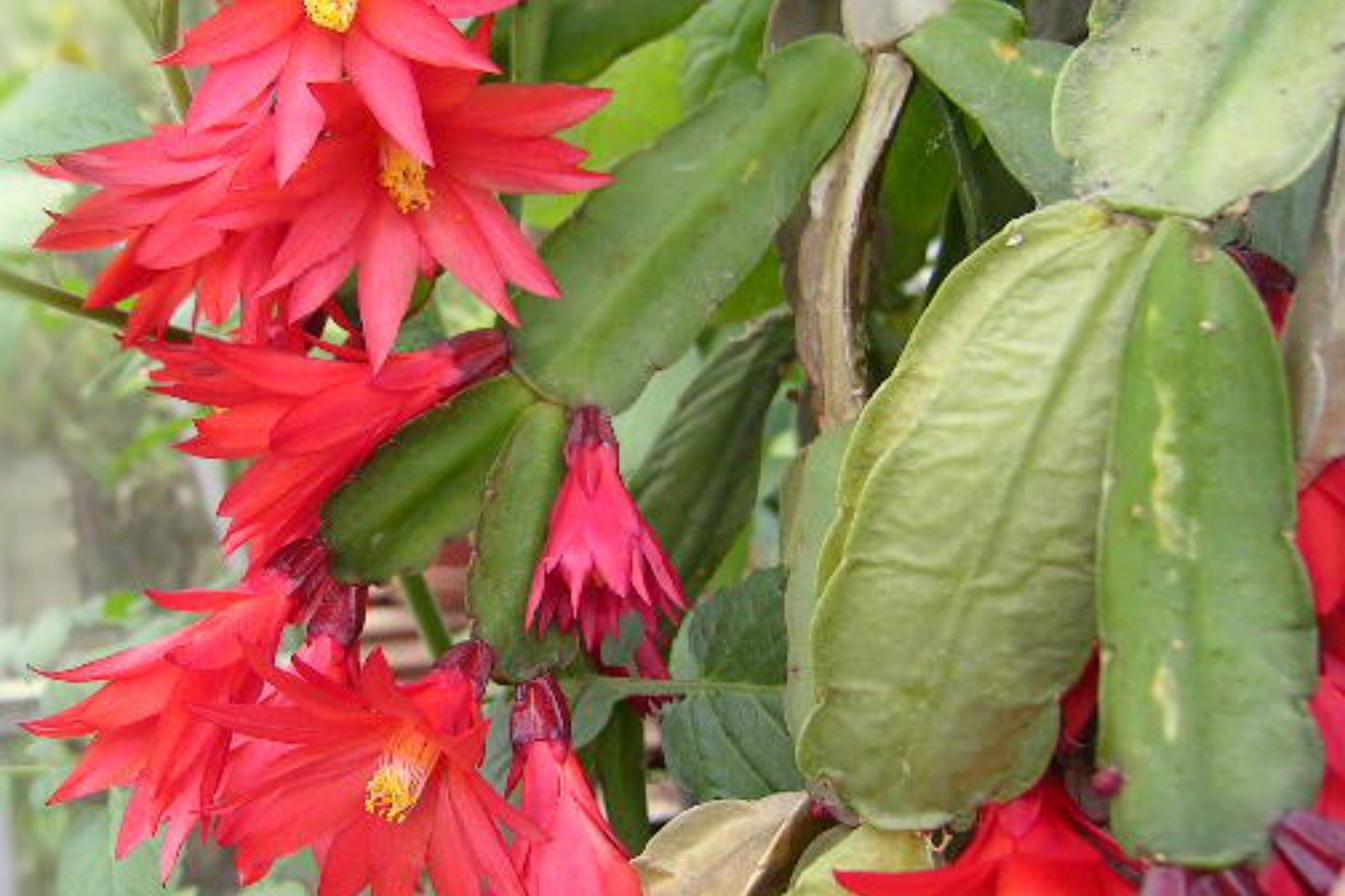 Easter Cactus Cuttings Set of 3, Rhipsalidopsis Hatiora, Rare Succulent Plant Cuttings for Propagation