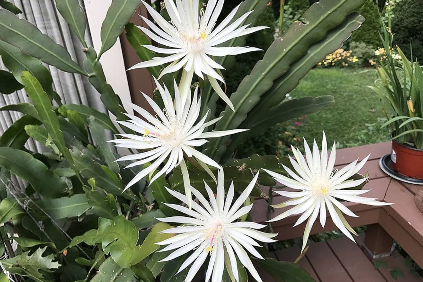 Epiphyllum Cuttings 10" White Flowers Epiphyllum hookeri strictum Orchid Cactus