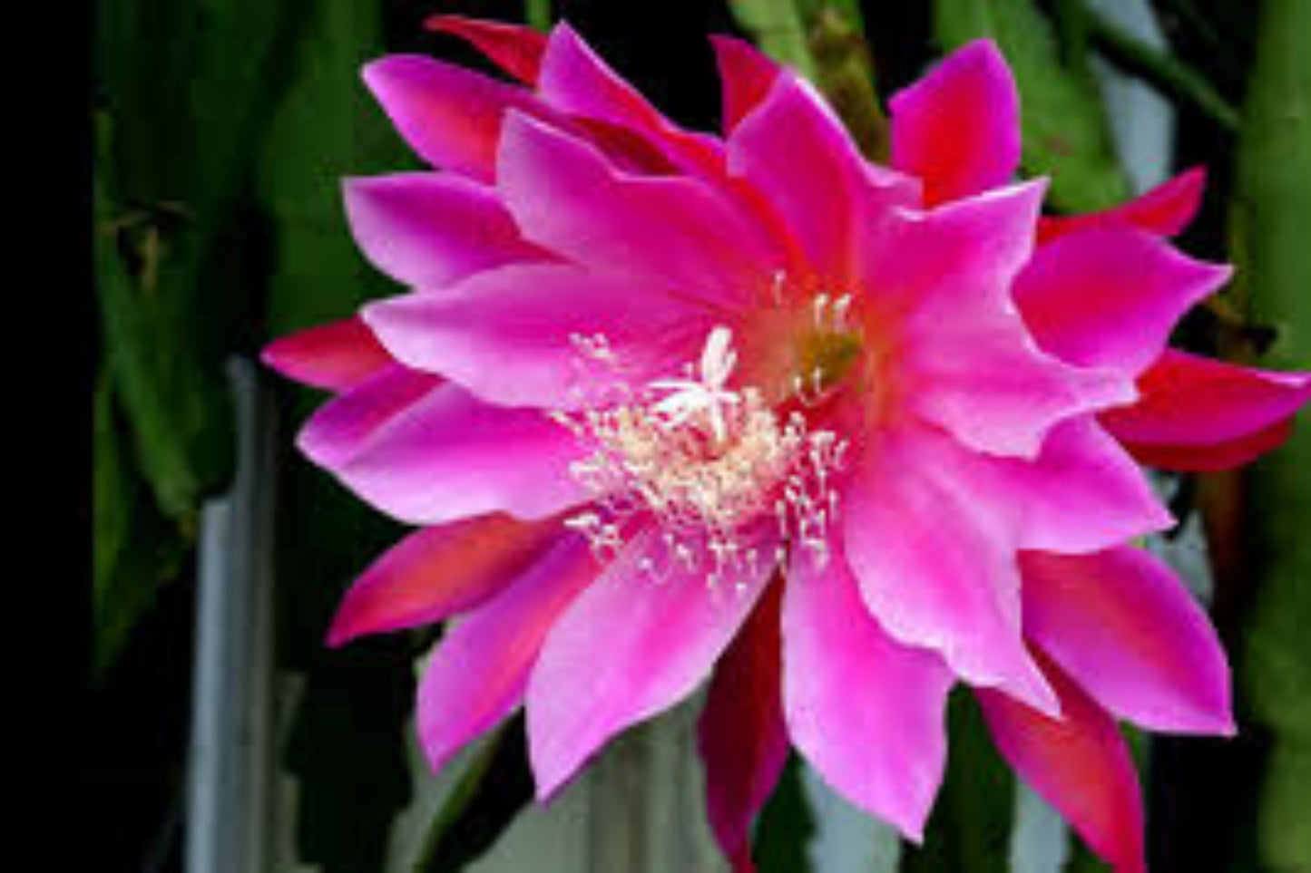 Epiphyllum Orchid Cactus Cuttings (2) Pink 6"-10" - Epiphyllum spp. Easy to Grow Succulent Plant for Gardens or Indoors