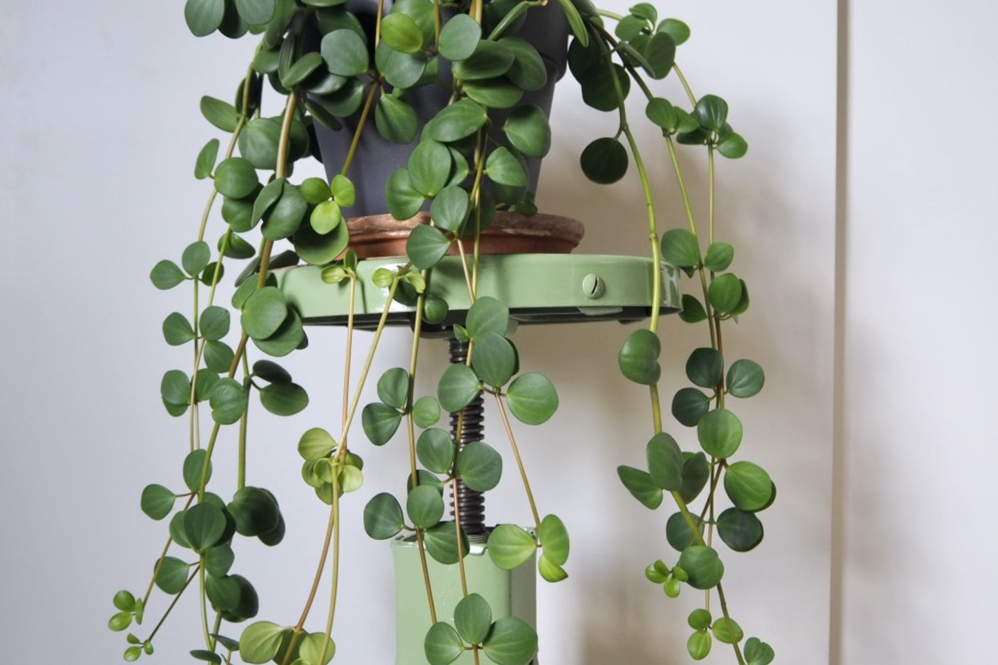 15 Peperomia Hope Cuttings - 6 Inch Succulent Hanging Foliage - Easy Care Houseplant (Peperomia obtusifolia)