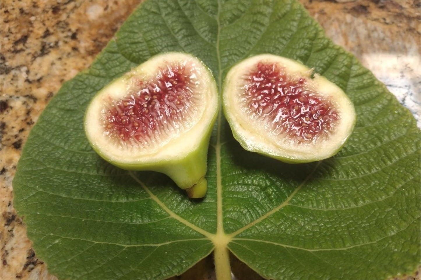 Ficus Palmata N1 Fig Cuttings - 2 Live Branches - Unique Punjab Fig Variety - Edible Wild Himalayan Fig