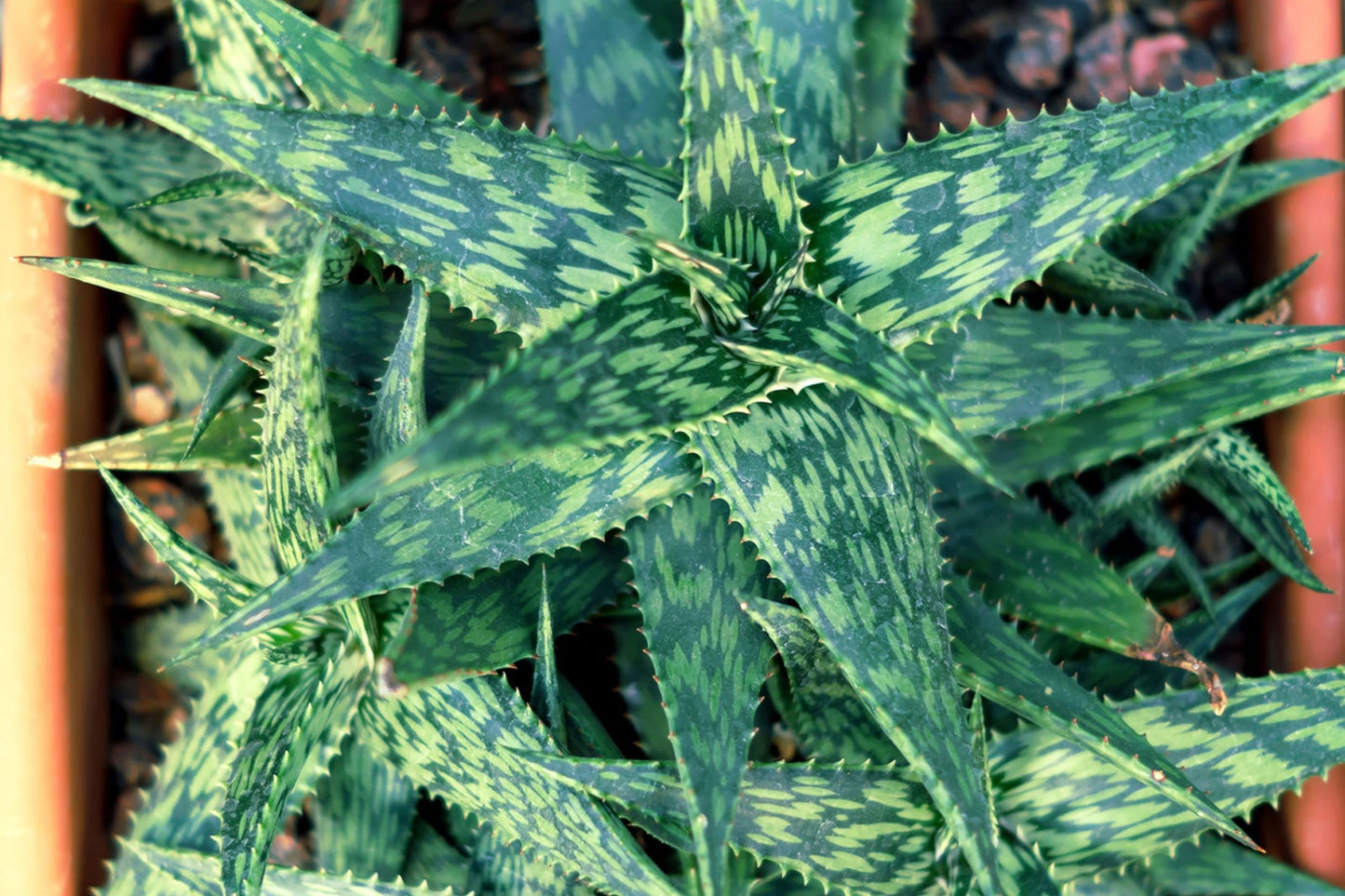 Variegated Aloe Succulent Cuttings 2 Pcs - Beautiful Variegated Aloe - Ideal for Indoor Plants - Aloe Variegata