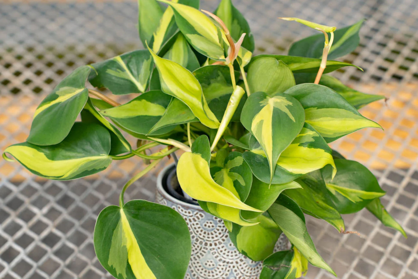 Philodendron Brazil Cuttings - Dark & Lime Green Variegated Leaves - Pothos Plant (Philodendron hederaceum)