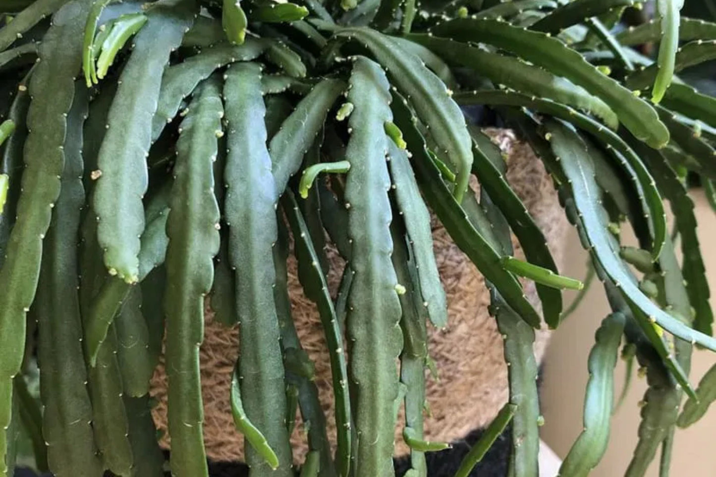 Lepismium Bolivianum Cuttings - 2 Fresh 6" Cuttings - Easy Rooting Succulent Plant - Tropical Houseplant