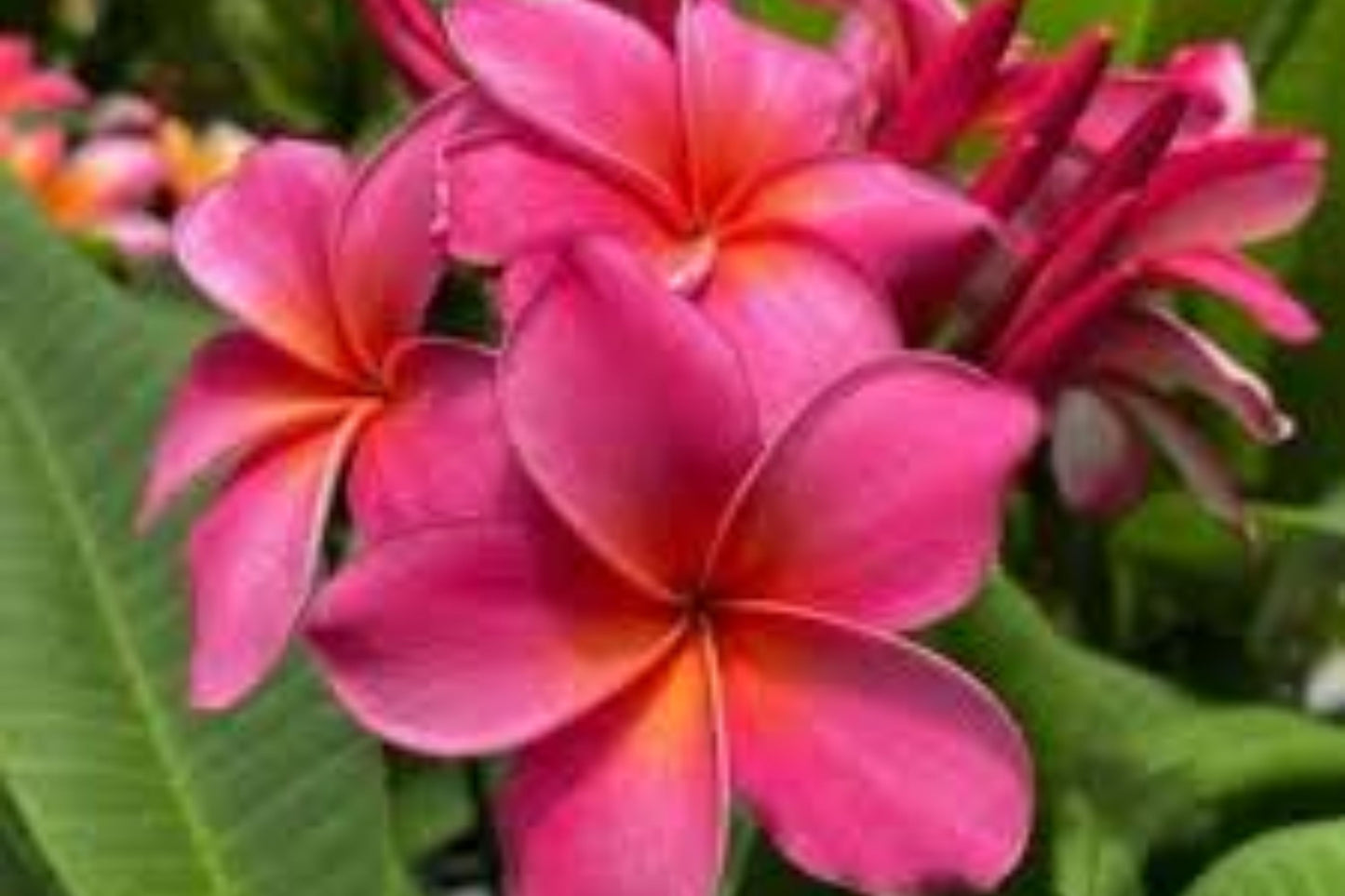 Pink Plumeria Cutting - 10 Inch Rooted Frangipani - Hawaiian Grown (Plumeria rubra)