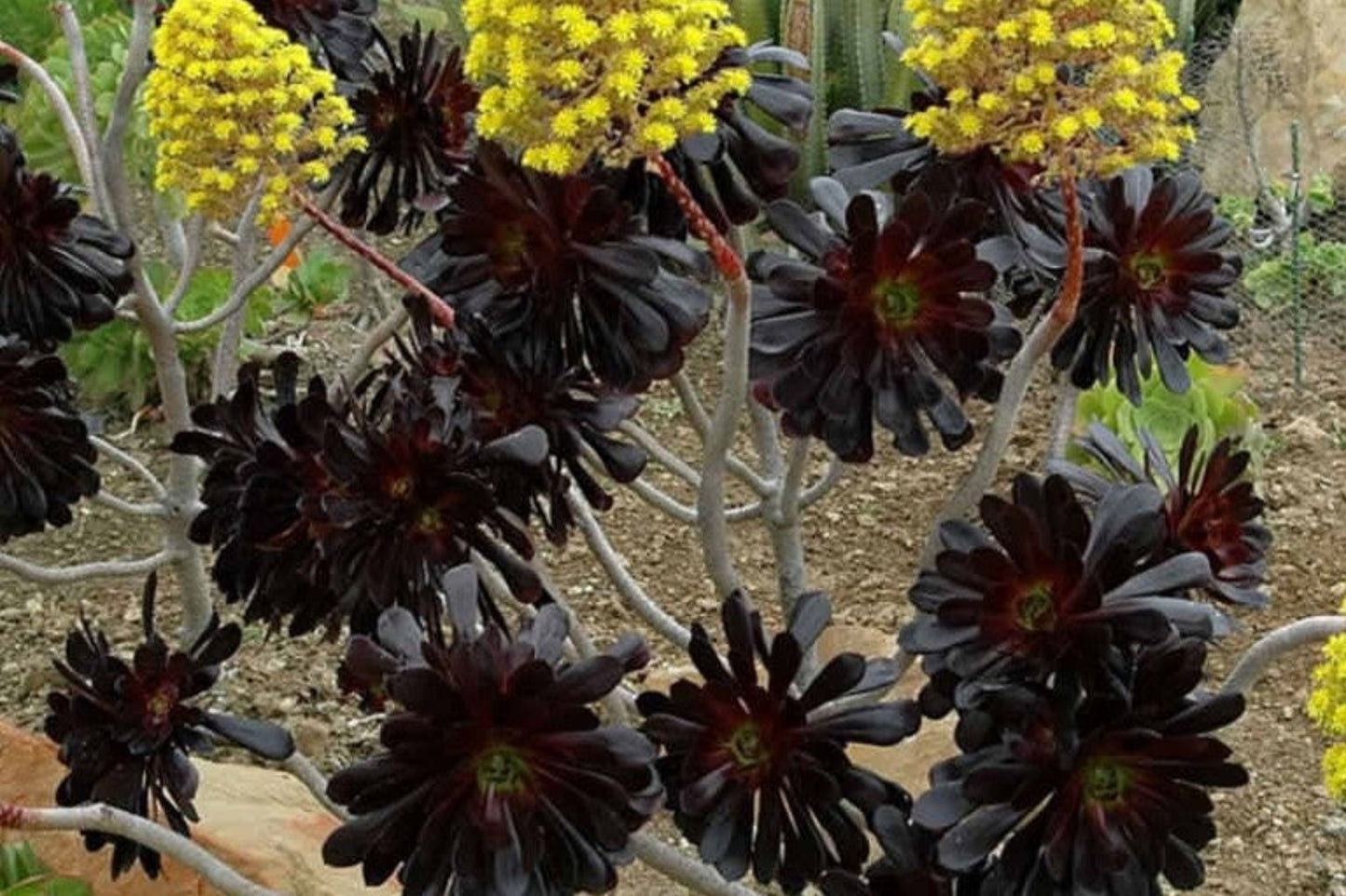 Aeonium Zwartkop Black Rose Succulent | 4-6 Inch Live Rooted Plant | Ornamental Garden Succulent