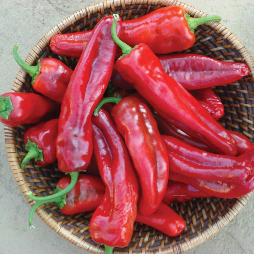 Giant Marconi Red Sweet Pepper