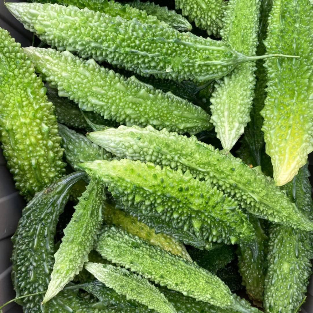 Gourd Bitter Futo Spindle