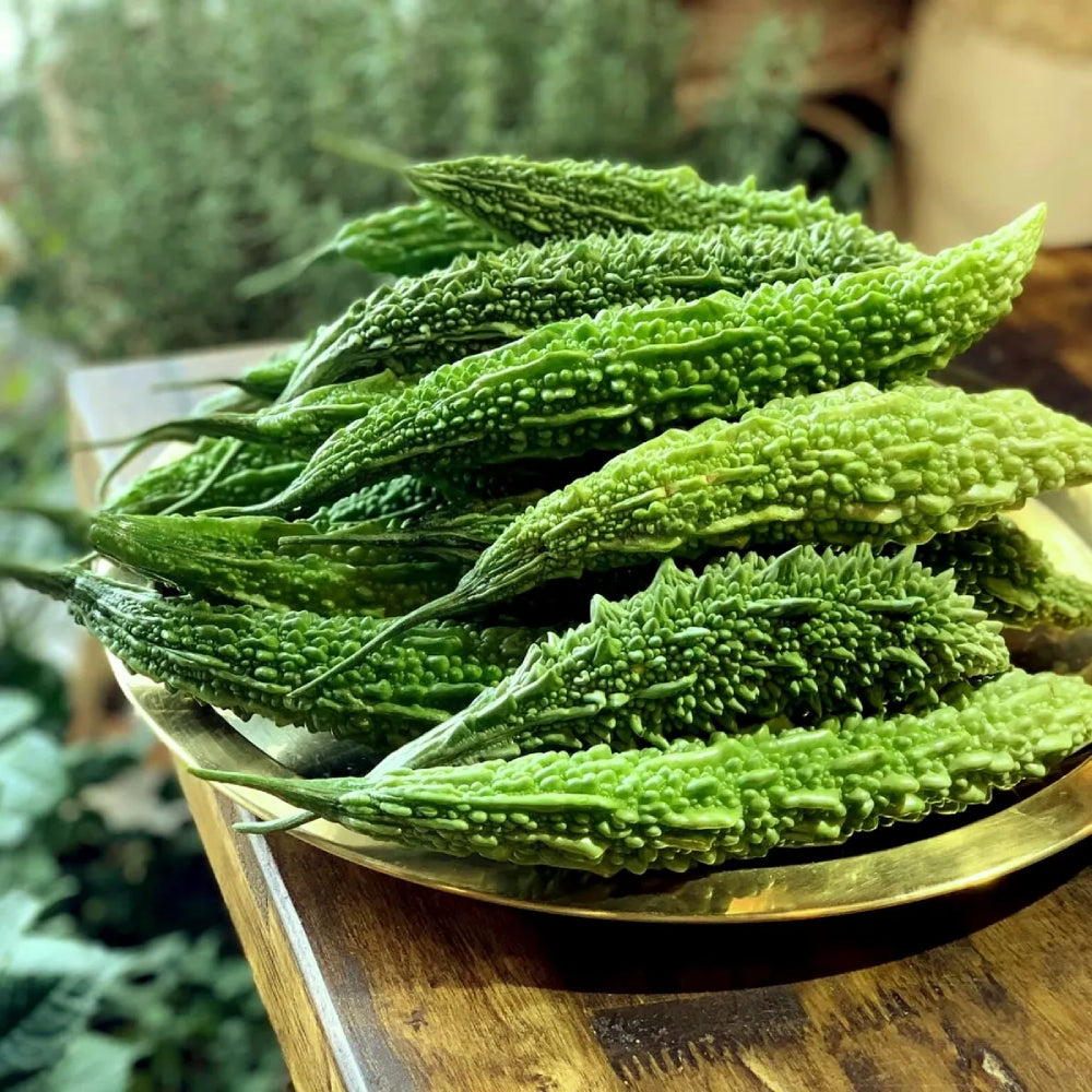 Gourd Bitter Futo Spindle