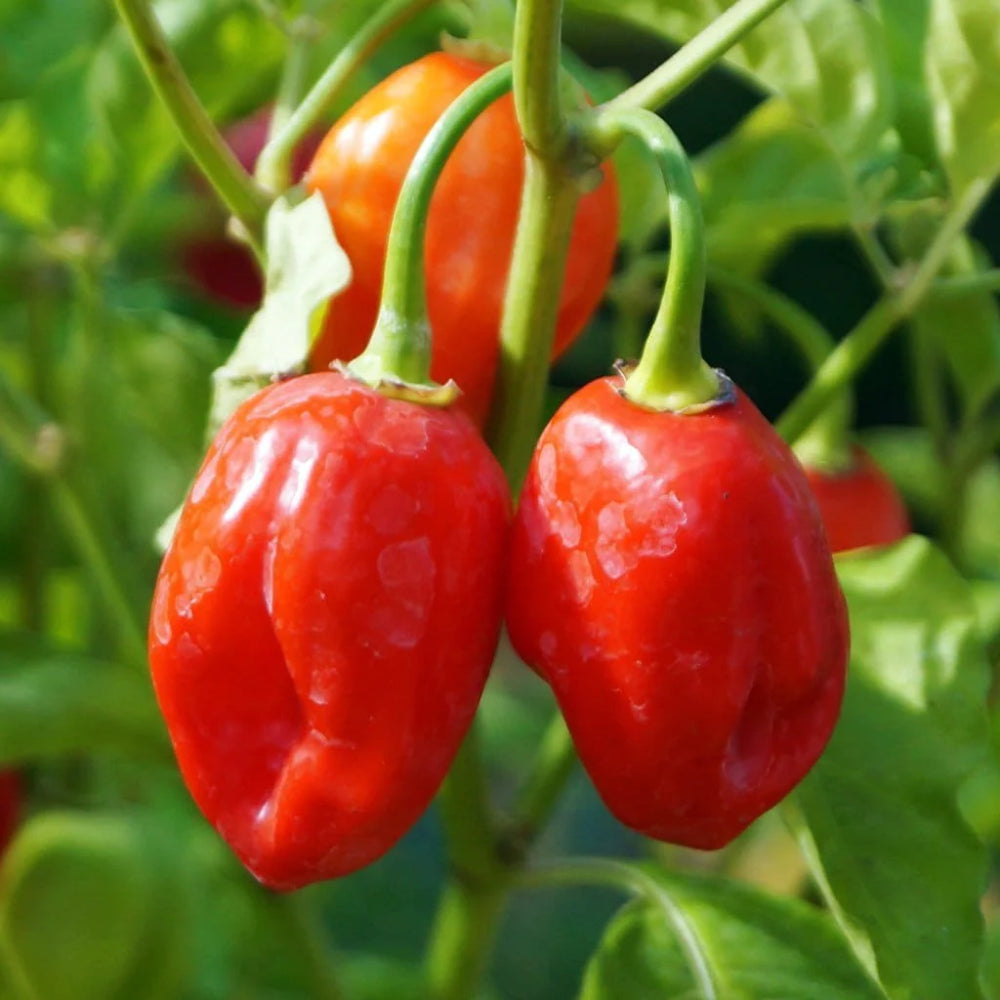 Habanero Caribbean Red Hot Pepper