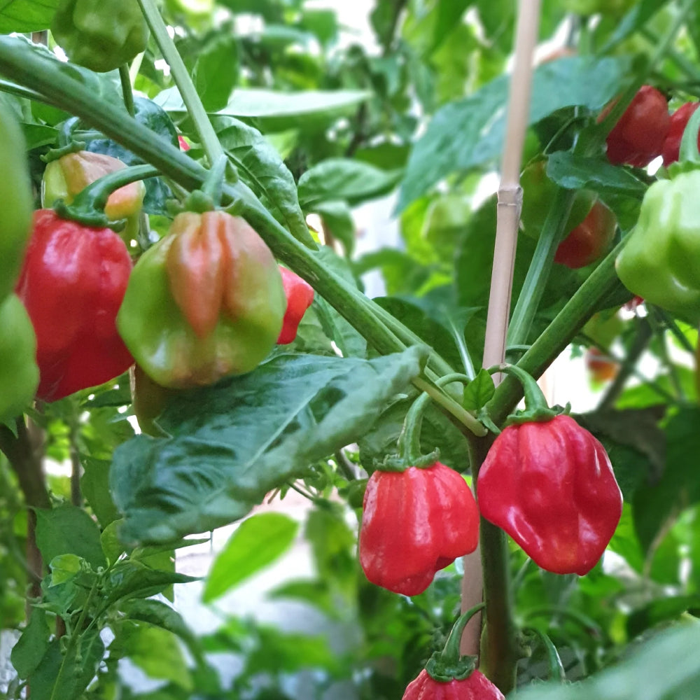 Habanero Caribbean Red Hot Pepper