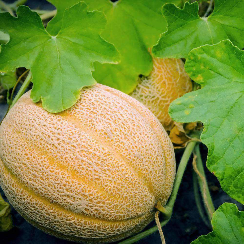 Hales Best Jumbo Melon