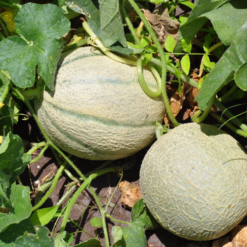 Hales Best Jumbo Melon