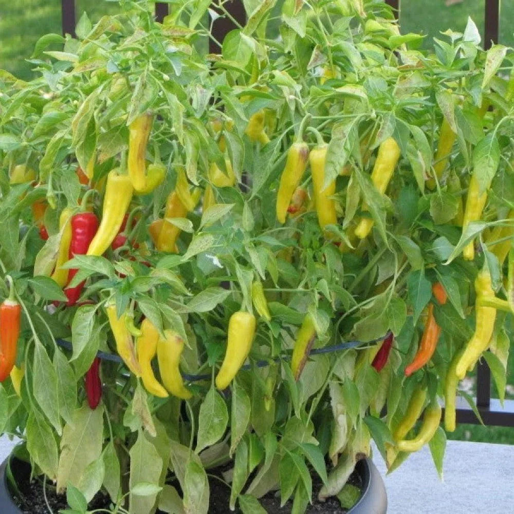 Hungarian Yellow Wax Hot Pepper