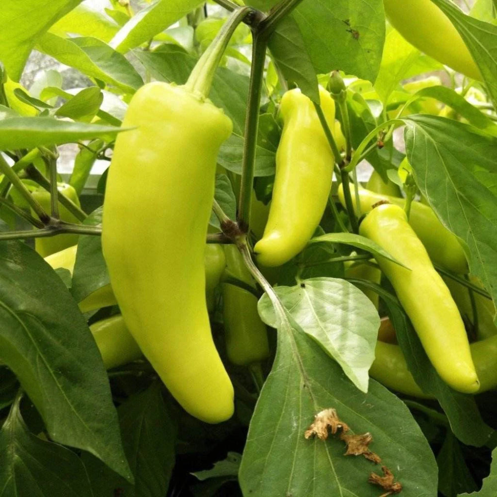 Hungarian Yellow Wax Hot Pepper