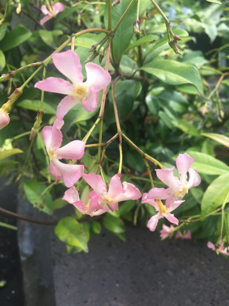 Pink Showers Star Jasmine (Trachelospermum jasminoides)