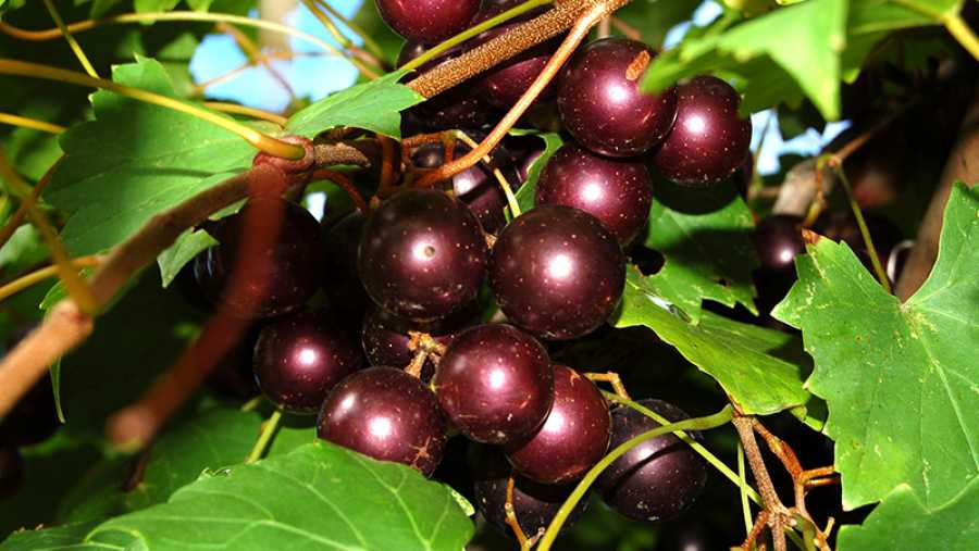 Sugargate Muscadine Grape Vine - Bare Root Live Plants - 2 Year Old Bare Root