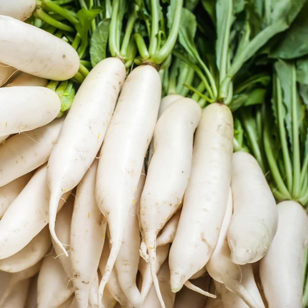 Japanese Minowase (Daikon) Radish