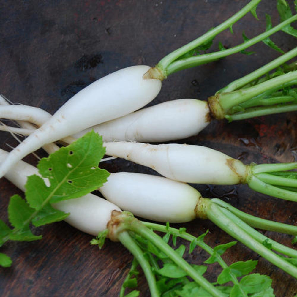 Japanese Minowase (Daikon) Radish