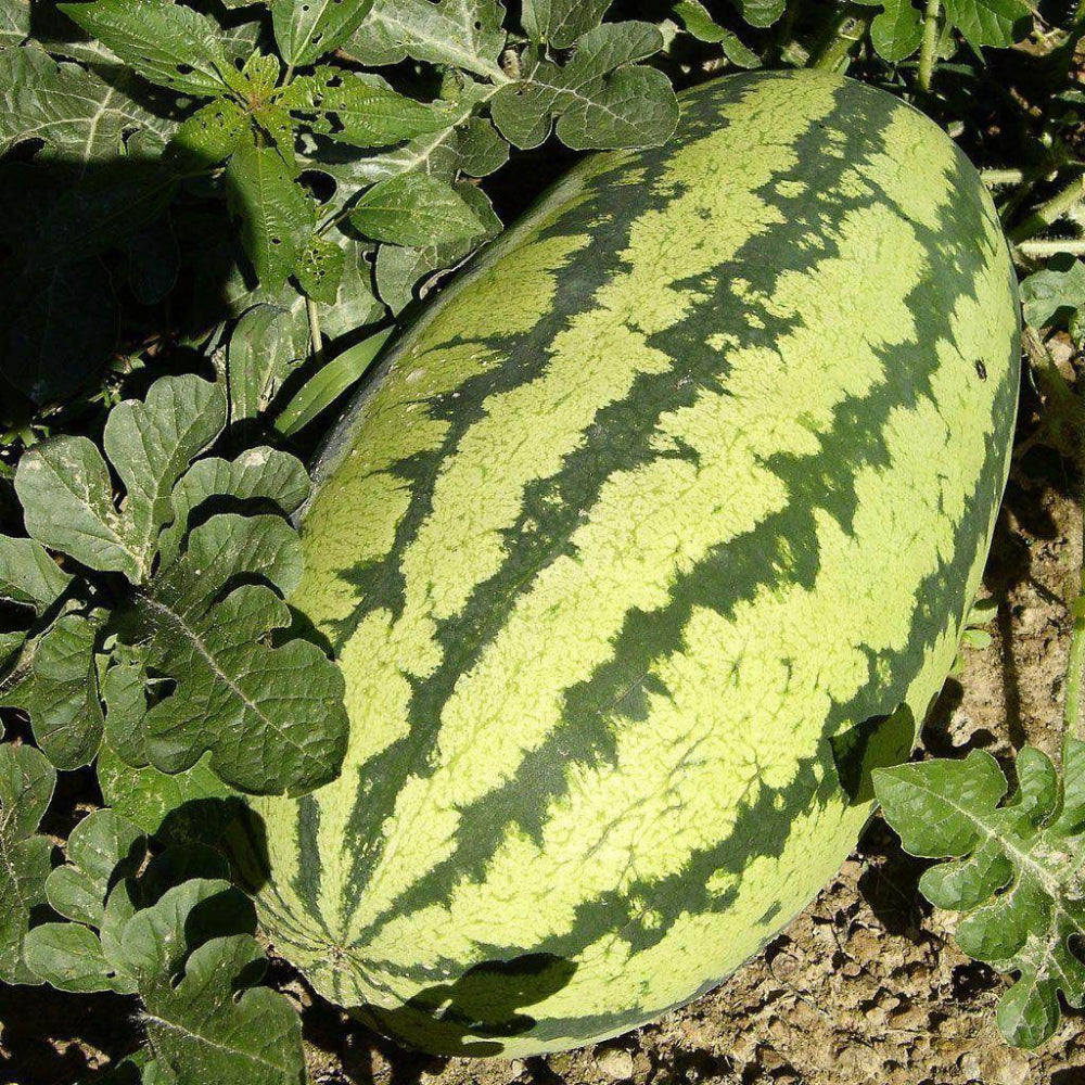 Jubilee Watermelon