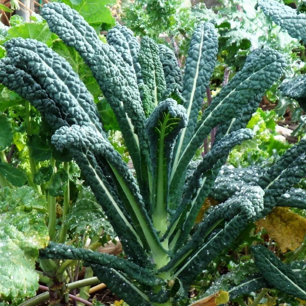 Kale Lacinato