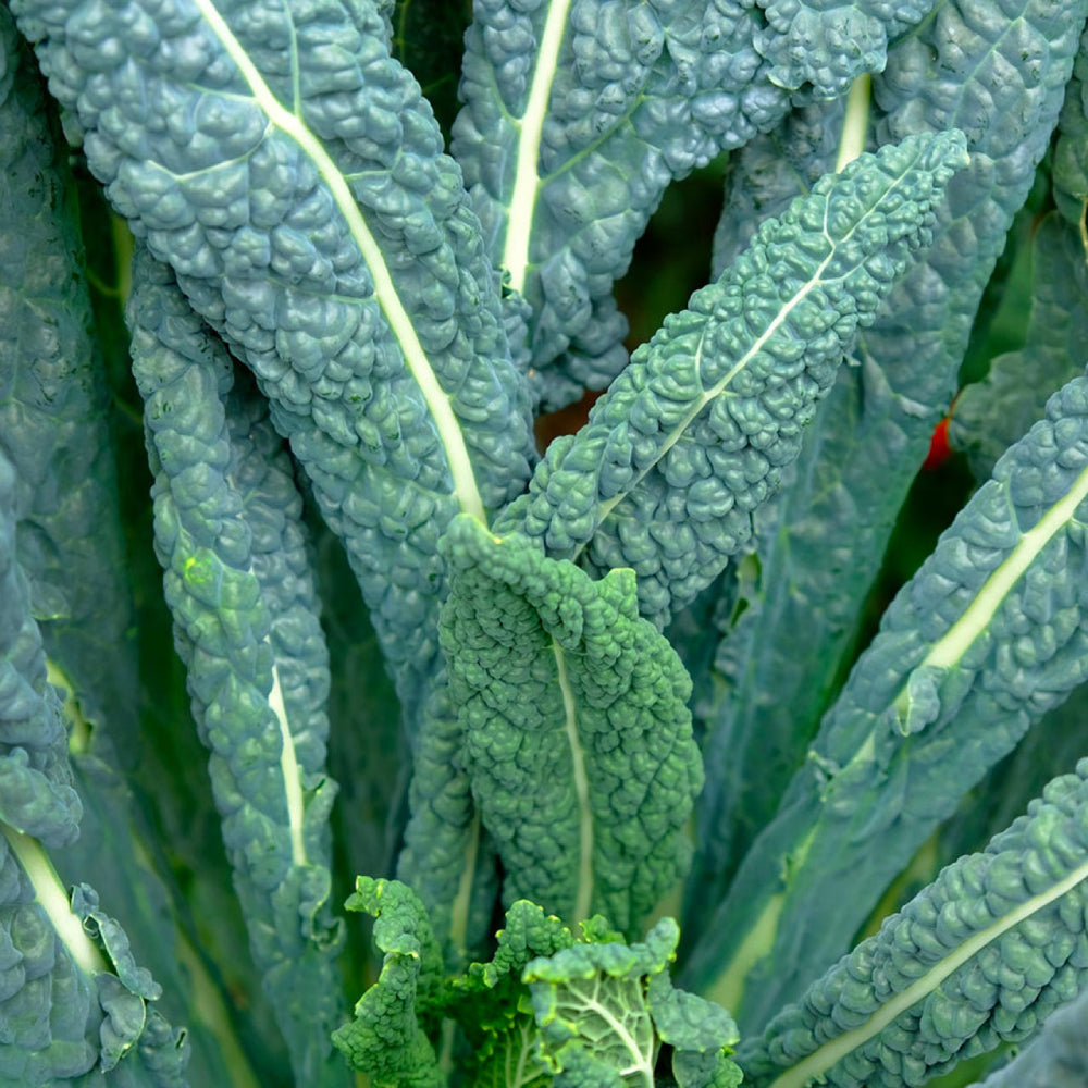 Kale Lacinato