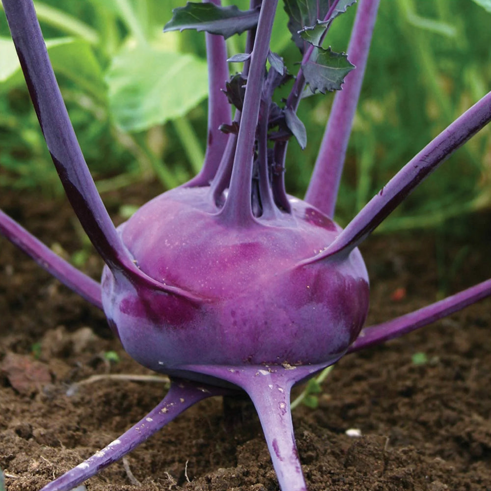 Kohlrabi Purple Vienna