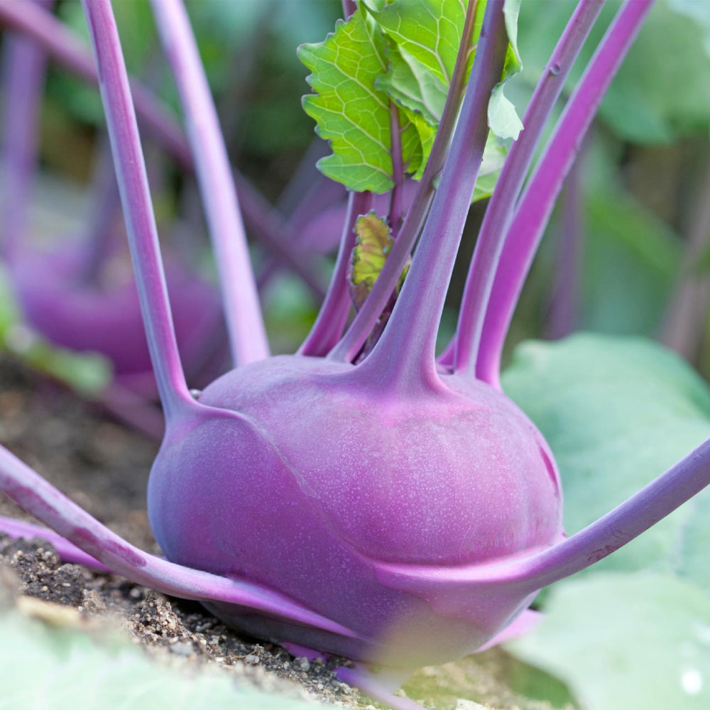 Kohlrabi Purple Vienna