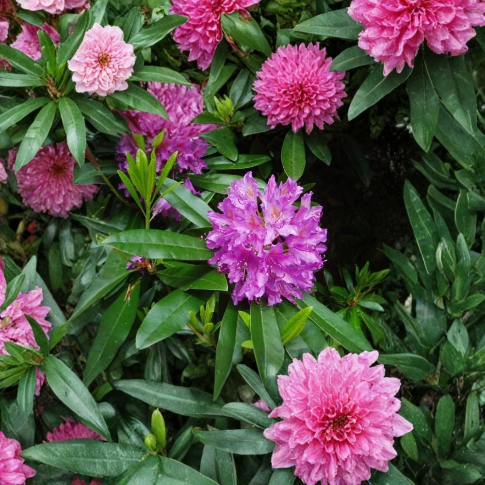 Rosebay Rhododendron – Rhododendron maximum Seeds | 50 Seeds | Hardy Evergreen Woodland Shrub
