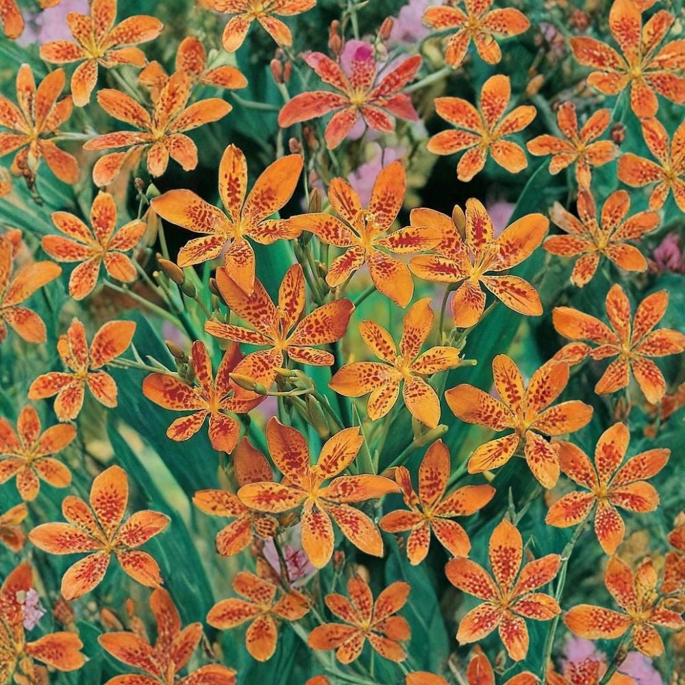 Blackberry Lily – Belamcanda chinensis (Iris domestica) Perennial Seeds | 30 Seeds | Spotted Orange Blooms | Unique Seed Pods | Easy to Grow
