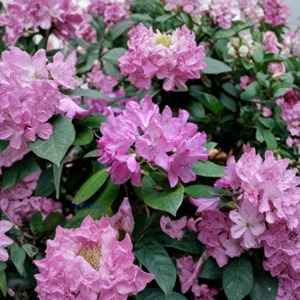 Rosebay Rhododendron – Rhododendron maximum Seeds | 150 Seeds | Hardy Evergreen Woodland Shrub