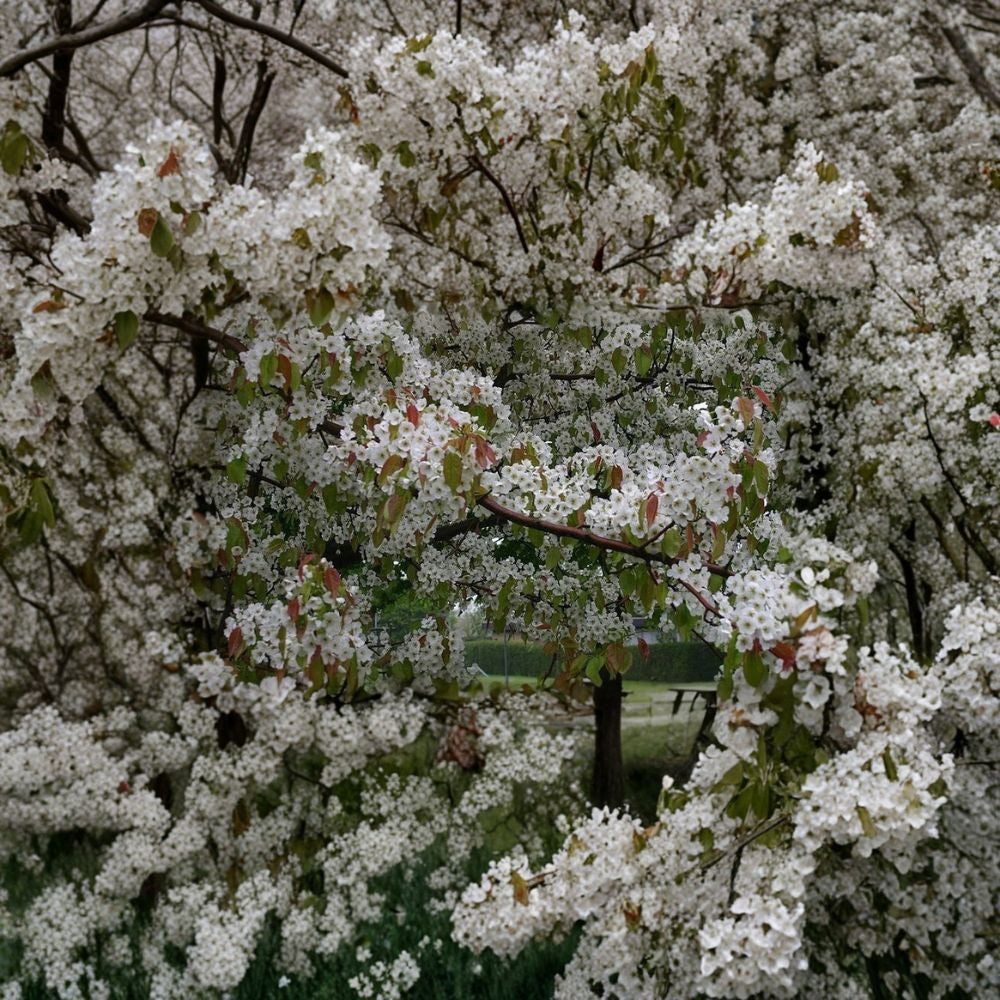 Chinese Pear (Ussurian Pear) – Pyrus ussuriensis Tree Seeds | 240 Seeds | Hardy Fast-Growing Edible Fruit Tree