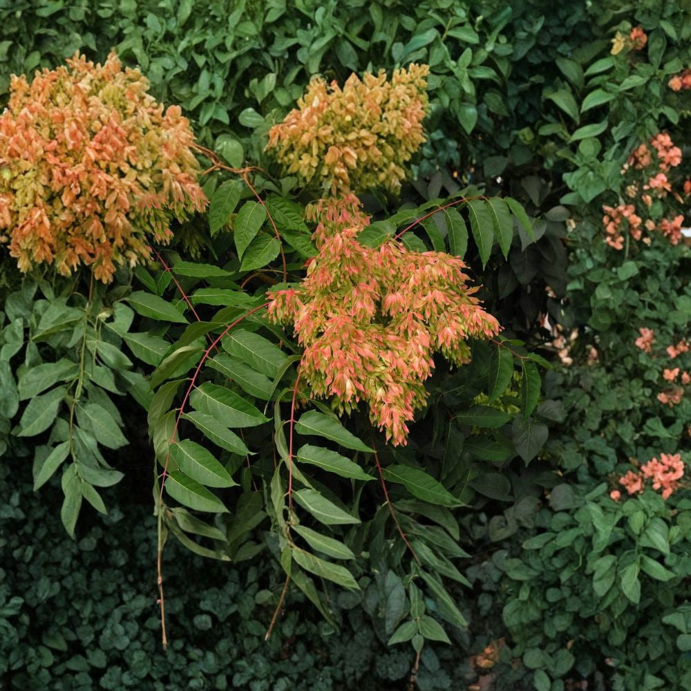Tree of Heaven – Ailanthus altissima Tree Seeds | 30 Seeds | Very Fast Growing Hardy Ornamental Tree