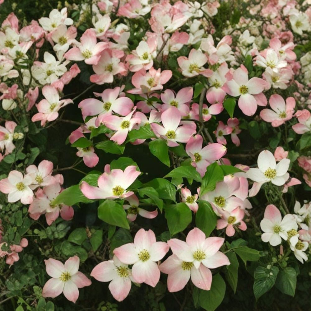 Red Flowering Dogwood – Cornus florida rubra Tree Seeds | 30 Seeds | Showy Pink Blooms | Hardy Native Ornamental | Northern Source