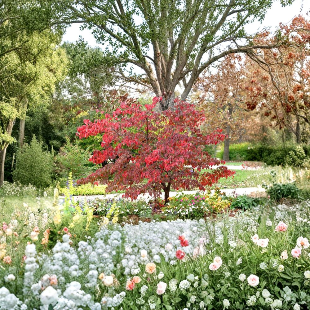 Red Flowering Dogwood – Cornus florida rubra Tree Seeds | 120 Seeds | Showy Pink Blooms | Hardy Native Ornamental | Northern Source Bulk