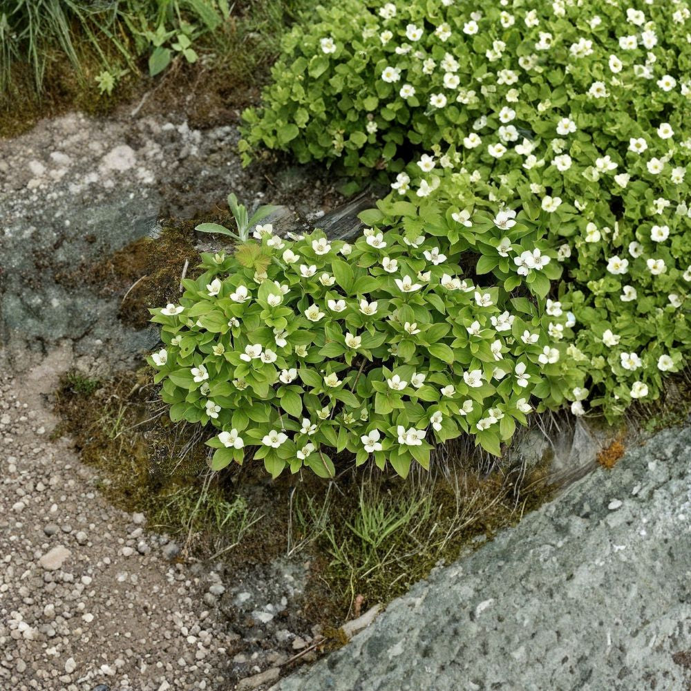 Creeping Dogwood (Bunchberry) – Cornus canadensis Seeds | 10 Seeds | Shade Loving Native Ground Cover | Cold Hardy