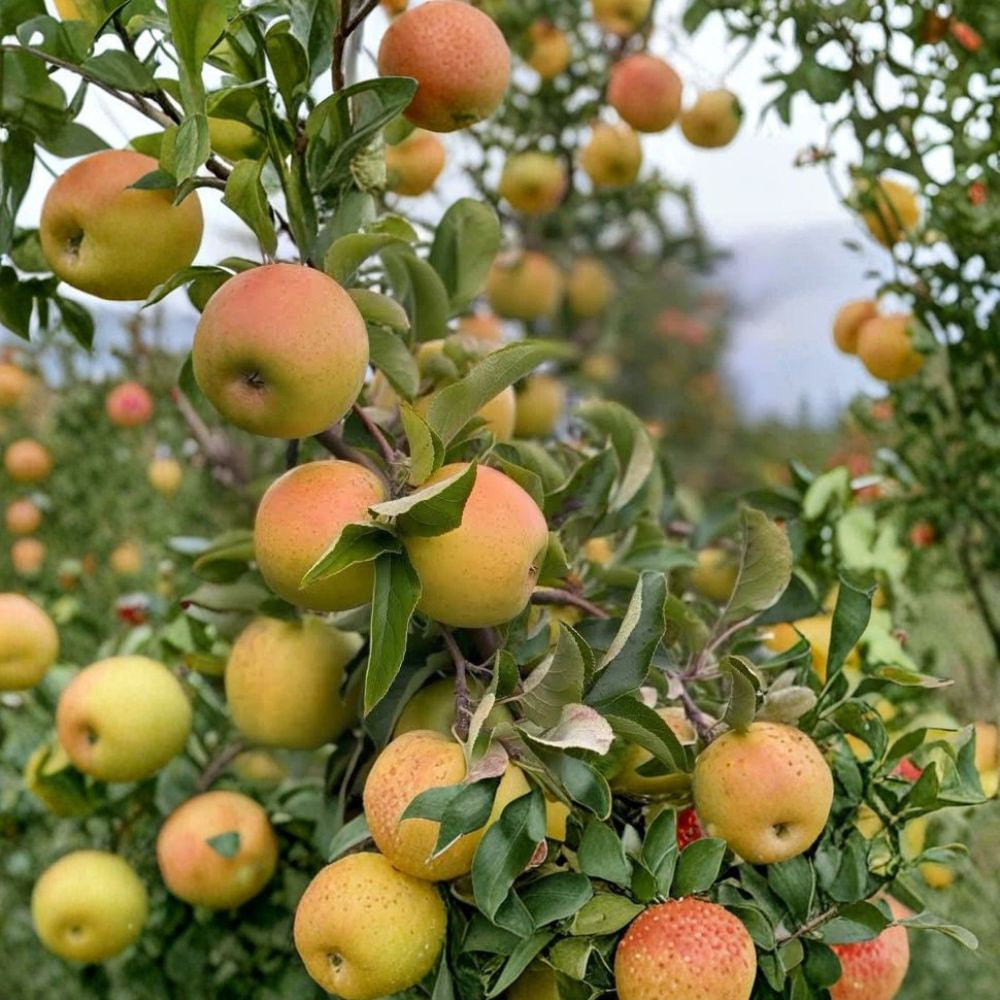 Gold Rush Apple Trees – Malus domestica | 2 Live Fruit Trees 2 ft Tall | Crisp Citrus-Honey Apples | Bare Root Ready to Plant